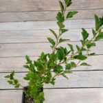 Пузыреплодник калинолистный Литл(Литтл) Грини "Little Greeny" d9-10 — изображение 2