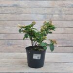 Гортензия метельчатая Инфинити 3л