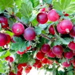 Крыжовник Краснославянский 3 л