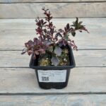 Барбарис Тунберга Дартс Ред Леди "Darts Red Lady" d9-10