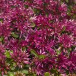 Седум (Очиток) ложный Спот он Дип Роуз d12