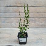 Барбарис Тунберга Поувов(Повов) "Powwow" d9-10