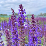 Шалфей (Сальвия) пышный Адора Блю "Adora Blue" d12