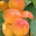Абрикос Царский 10л