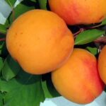 Абрикос Графиня 10л