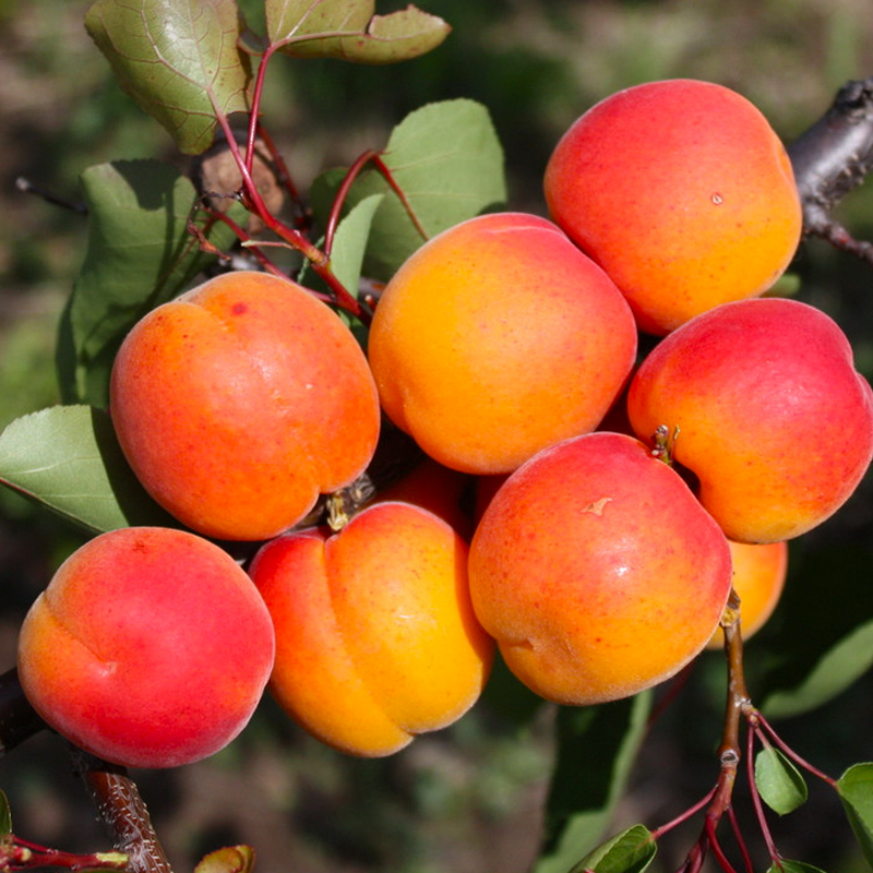 Абрикос-Харгранд Абрикос Хард Гранд 10л — изображение 1