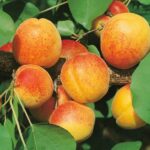 Абрикос Орловчанин 3л