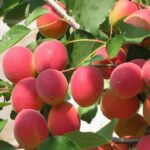 Абрикос Саратовский Рубин 3л