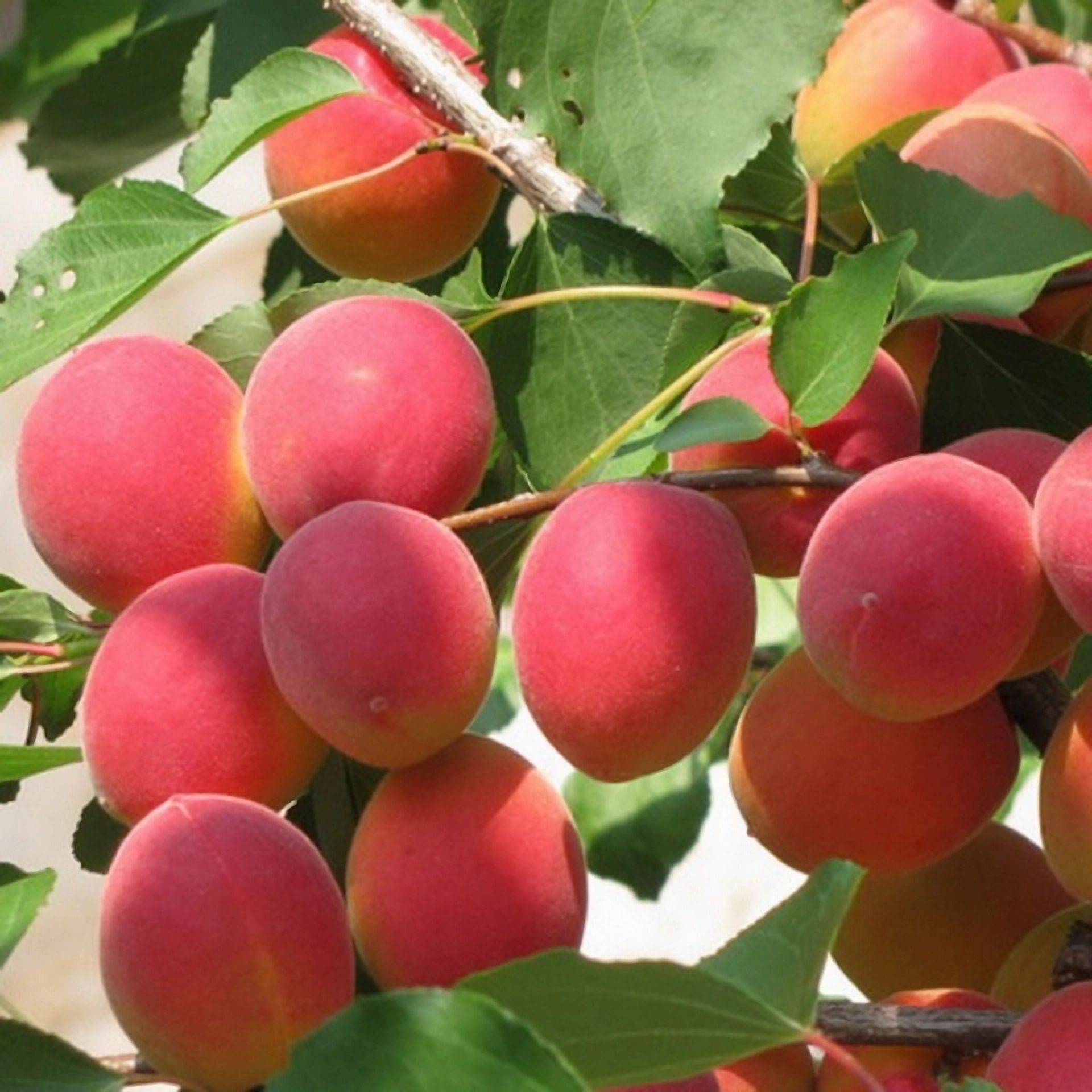 Абрикос Саратовский Рубин Абрикос Саратовский Рубин 3л — изображение 1