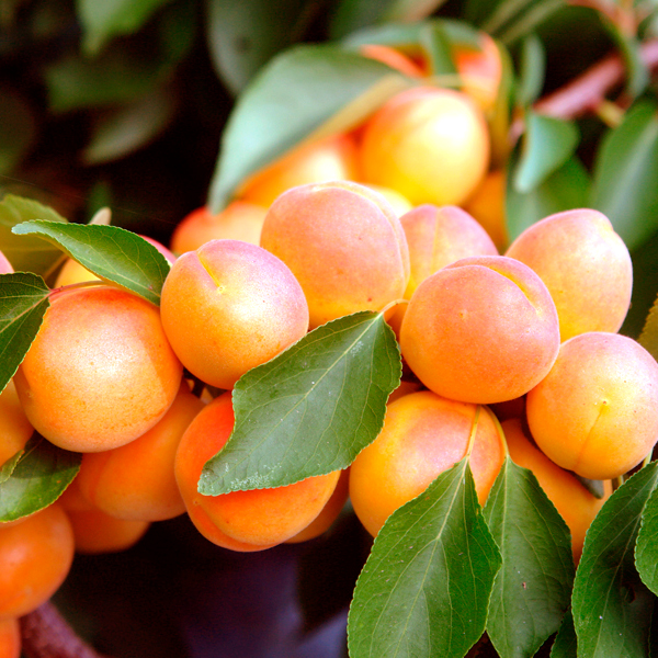 Абрикос-Сын-краснощекого Абрикос Сын Краснощекого 10л — изображение 1