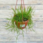 Агростис Грин Твист "Green Twist" (ампельный бамбук) кашпо d23