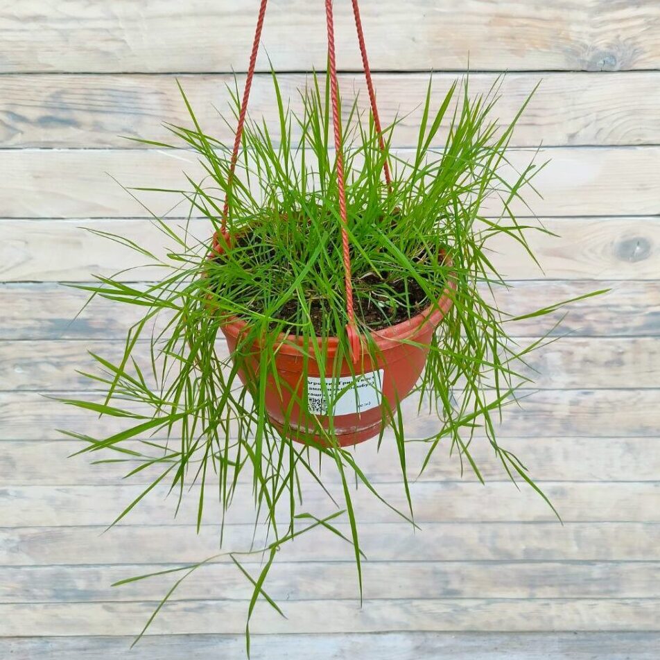 agrostis-grin-tvist-green-twist-ampelnyj-bambuk-kashpo-d18-1200x1200 Агростис Грин Твист "Green Twist" (ампельный бамбук) кашпо d23 — изображение 1