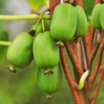 Актинидия Аргута 5л