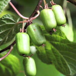 Актинидия Клара Цеткин 5л