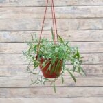 Алиссум кашпо d18