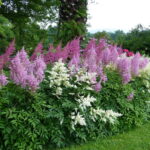 Астильба d9