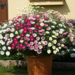 Аргирантемум кассета