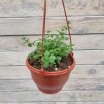 Бакопа кашпо d15