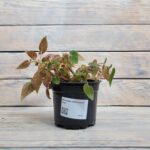 Бегония ампельная d12