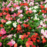 Бегония вечноцветущая кассета