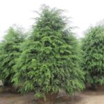 Тсуга канадская d19