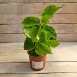 Гортензия древовидная Стронг Аннабель "Strong Annabelle" d9-10