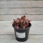 Гейхера Ханни Роуз d12