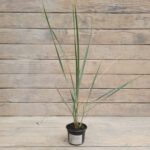 Колосняк (Пырейник, Элимус голубой) d9