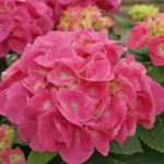 Гортензия крупнолистная Розита "Rosita" d9-10