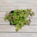 Поляника (Княженика) 2л — изображение 2