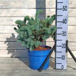 Ель колючая Глаука Глобоза d23 (5л)