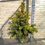 Ель колючая Майголд d38 (25 л)