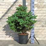 Ель колючая Супер Блю d32 (15л)