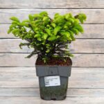 Ель обыкновенная Нидиформис d15