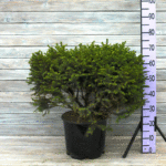 Ель сербская Карель d26 (7л)