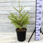 Ель сибирская 3-4л