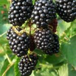 Ежевика Лох Тей "Loch Tay" 0,8л