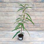 Фикус Бенджамина Али d9-10