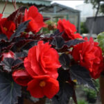 Бегония клубневая кассета