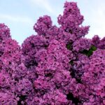 Сирень Георгий Свиридов "Georgi Sviridov" 3л