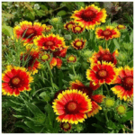 Гайлардия Густо Свит Чили "Gusto Sweet Chili" d12
