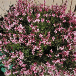 Гаура Линдхеймера Стеффи Блаш Пинк "Steffi Blush Pink" d9-10