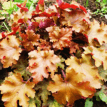 Гейхера Амбер (Эмбер) Вейвз d12