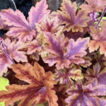 Гейхера Гейхерелла Хопскотч "Hopscotch" d12