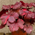 Гейхера Гелекси (Гэлакси Гелакси "Galaxy") d12