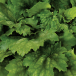 Гейхера Грин Ти "Green Tea" d12