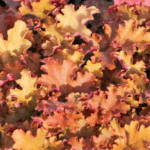 Гейхера Оранж Берри Раффлз "Orange Berry Ruffles" d12