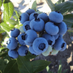 Голубика высокорослая Дюк d26