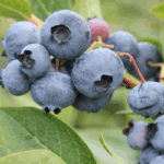 Голубика высокорослая Спартан d26