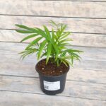 Хамедорея "Chamaedorea" d9-10